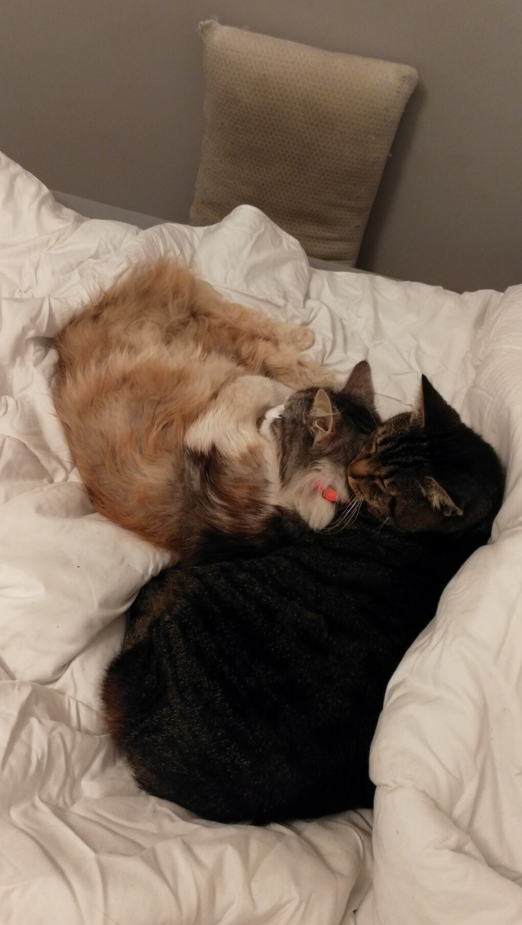 5854874.jpg 5854874.jpg