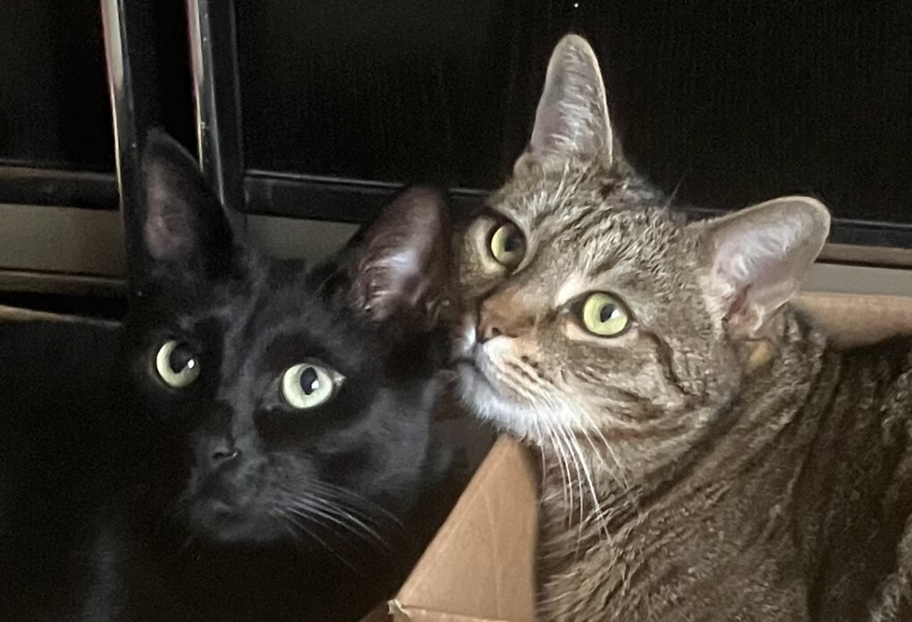 5923314.jpeg 5923314.jpeg