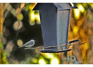 mésange charbonnière