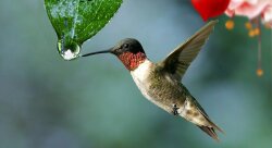 colibri colibri