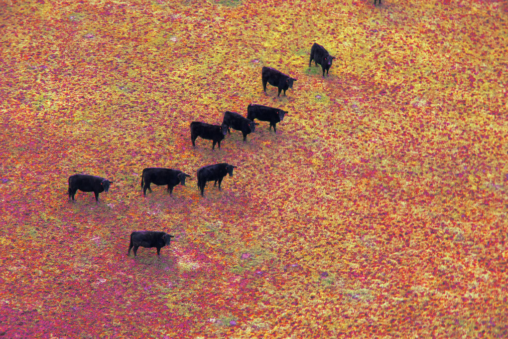 6003966.jpg 6003966.jpg