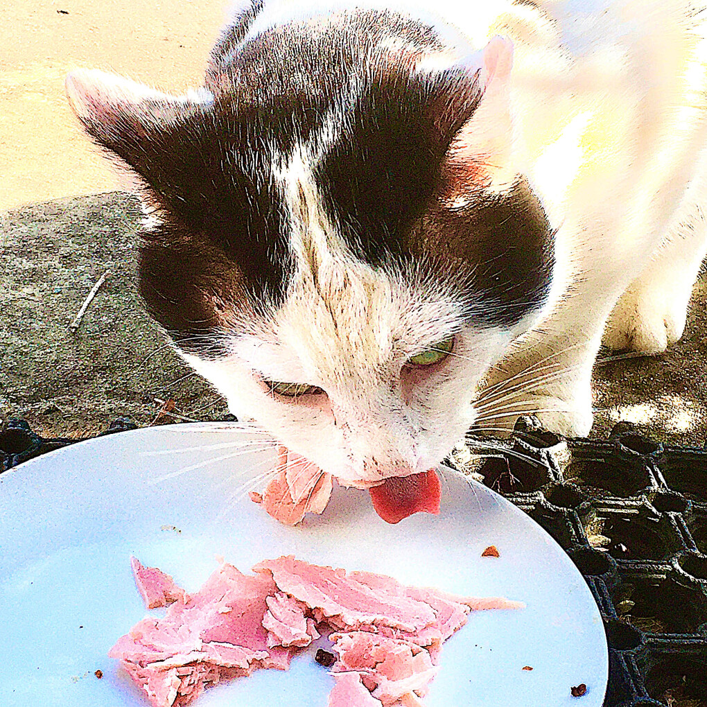 6018478.jpg 6018478.jpg