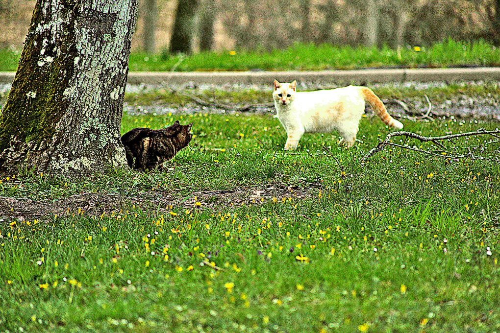 6020382.jpg 6020382.jpg