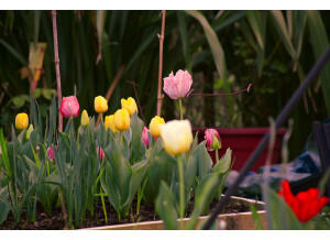 les tulipes de mars