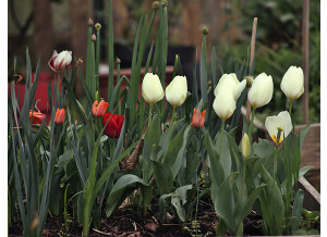 les tulipes blanches