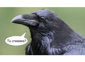 grand-corbeau-corvus-corax-xl