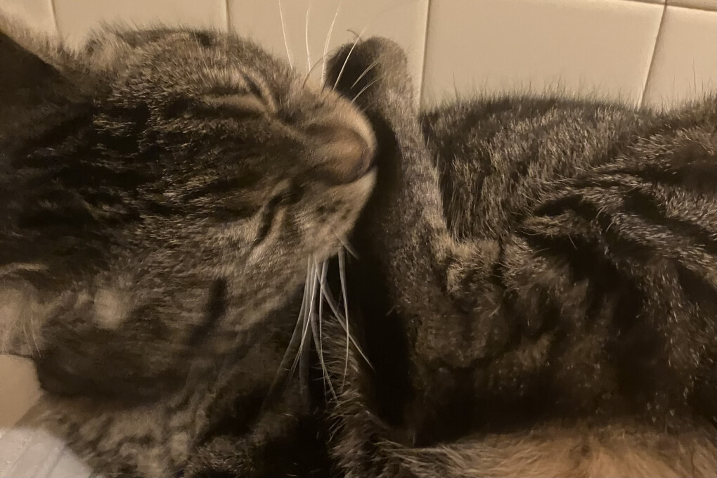 6080860.jpeg 6080860.jpeg