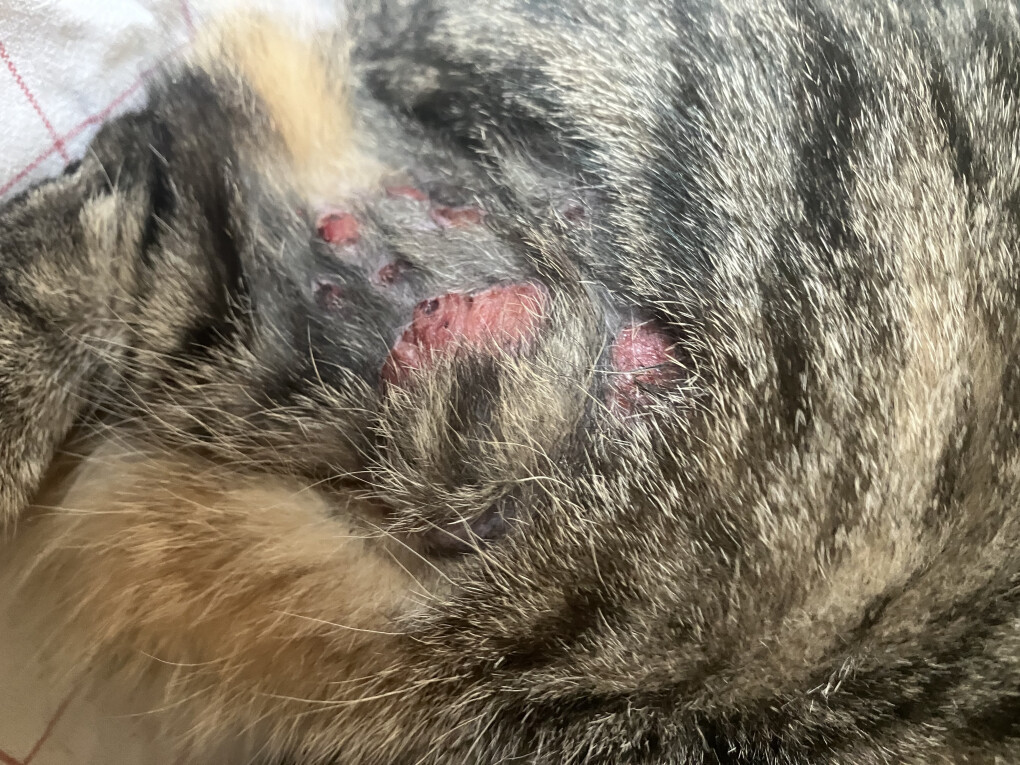 6081035.jpeg 6081035.jpeg