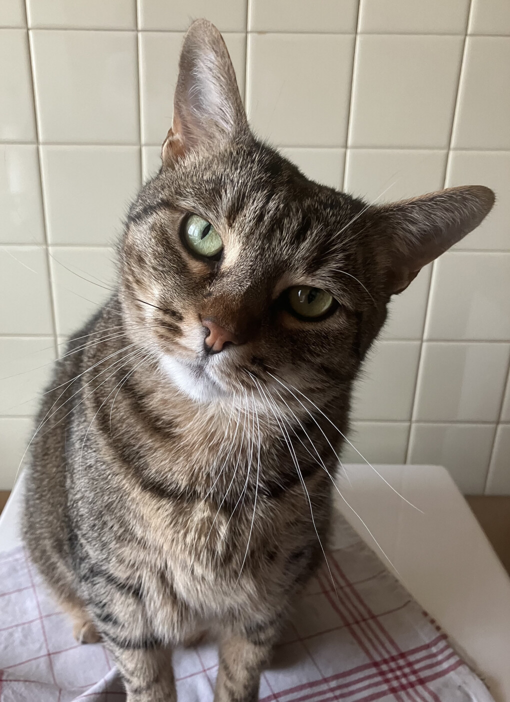 6081222.jpeg 6081222.jpeg