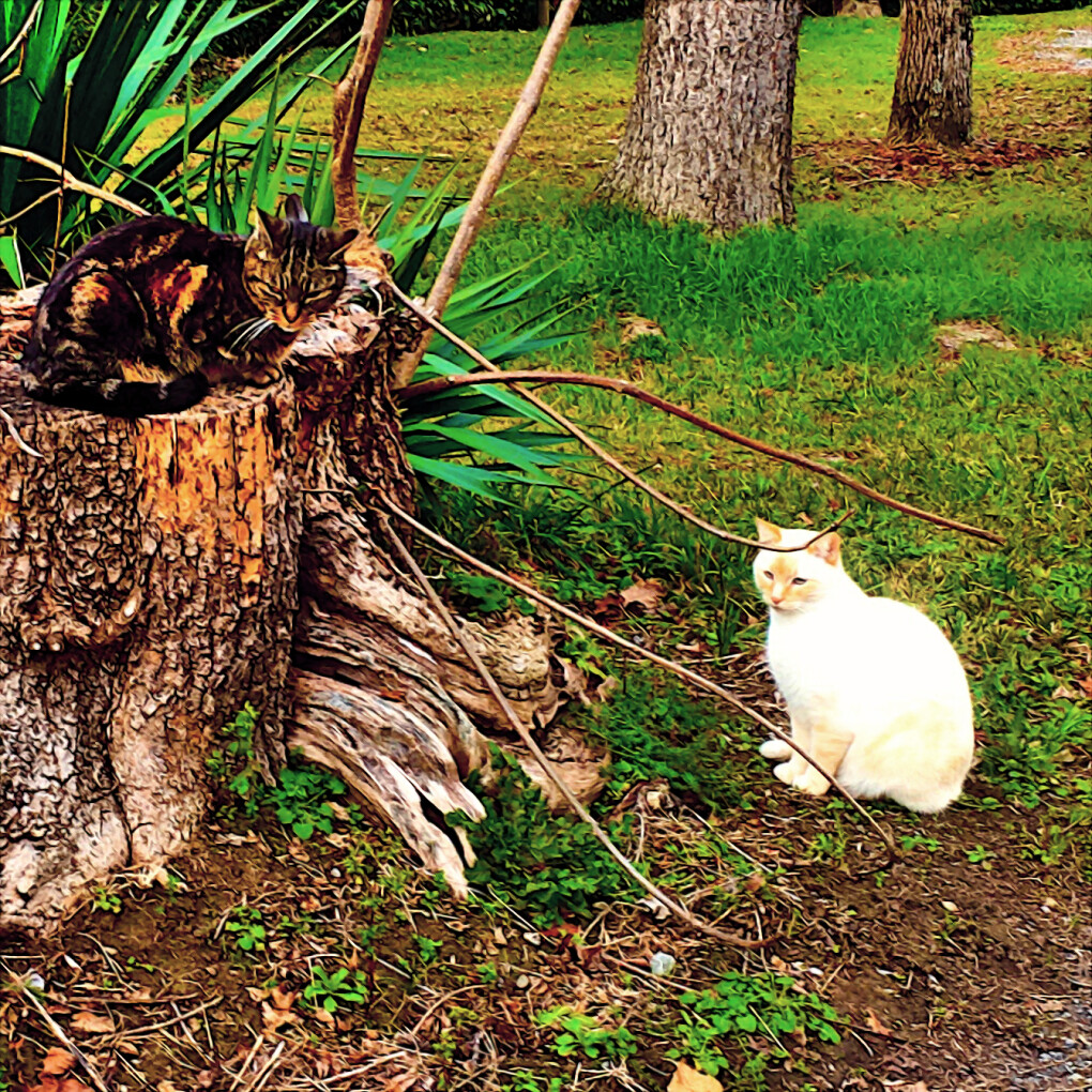 6086141.jpg 6086141.jpg