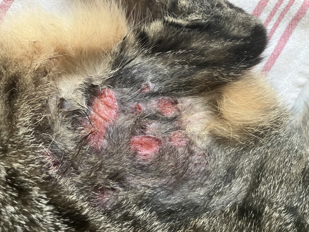 6089158.jpeg 6089158.jpeg