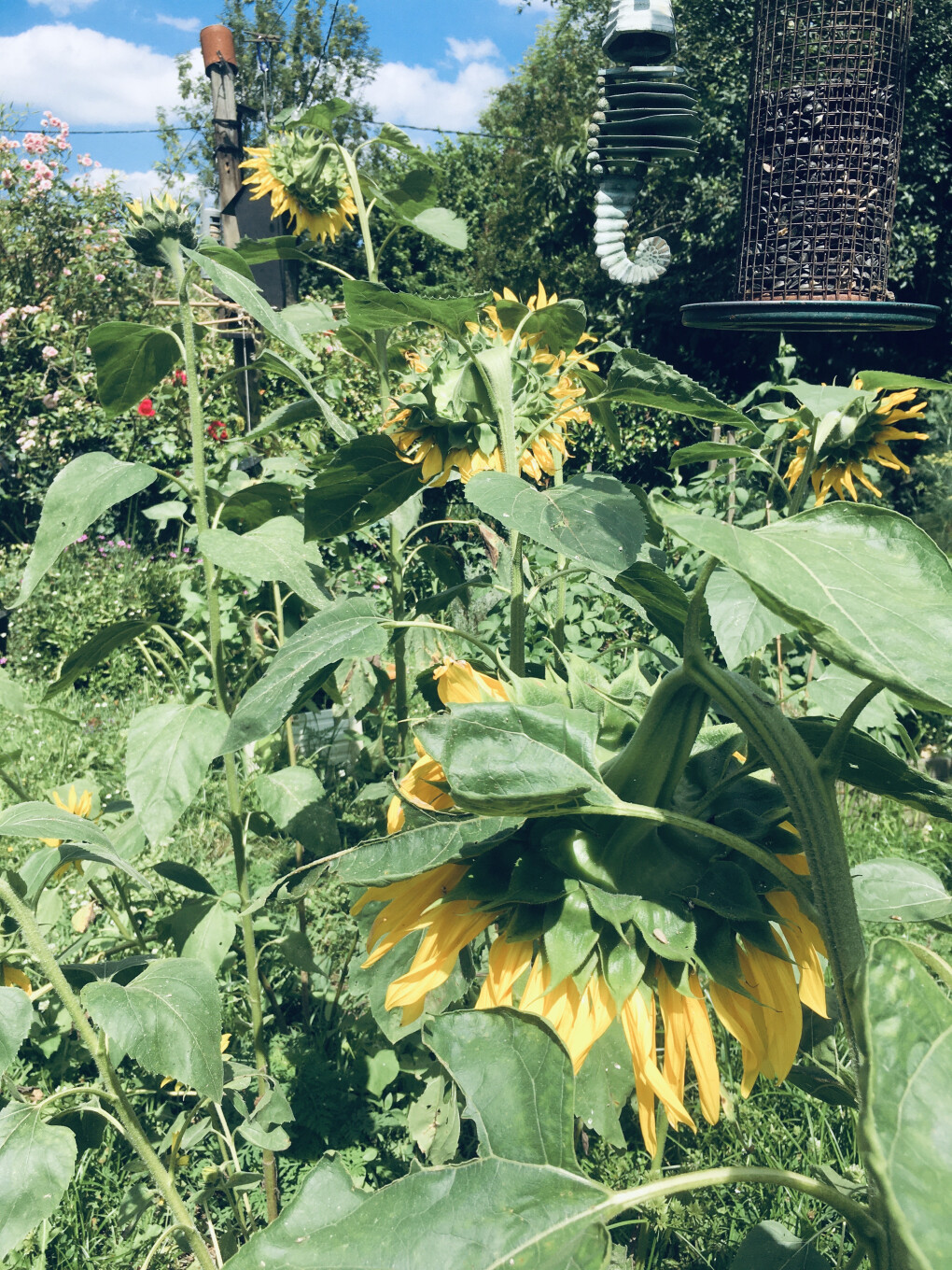 6147346.jpg 6147346.jpg