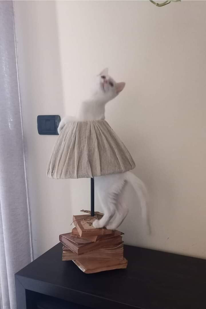 6217502.jpg 6217502.jpg