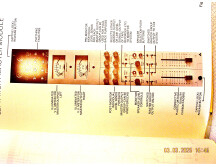 TRIDENT fleximix GonG b