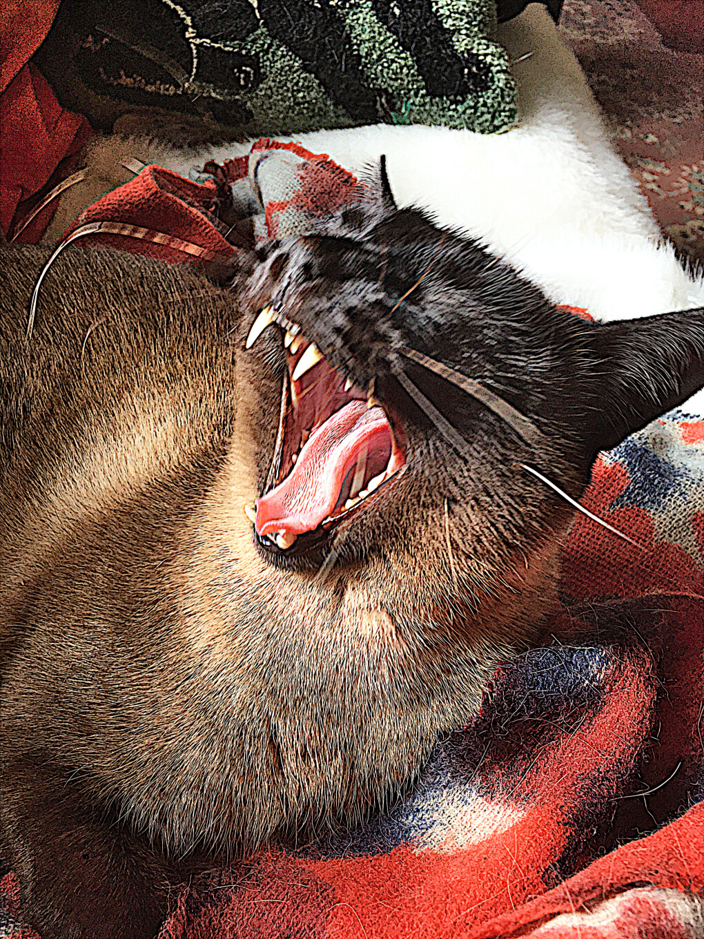 6421906.png 6421906.png