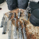 PEARL MLX ALL MAPLE SHELL  PEARL MLX ALL MAPLE SHELL