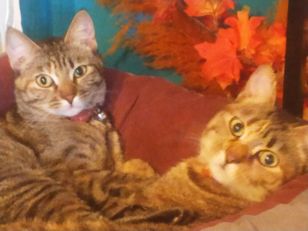 6442211.png 6442211.png