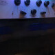 ezP-1A Clone ezP-1A Clone