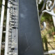 ARP 2600 M ARP 2600 M