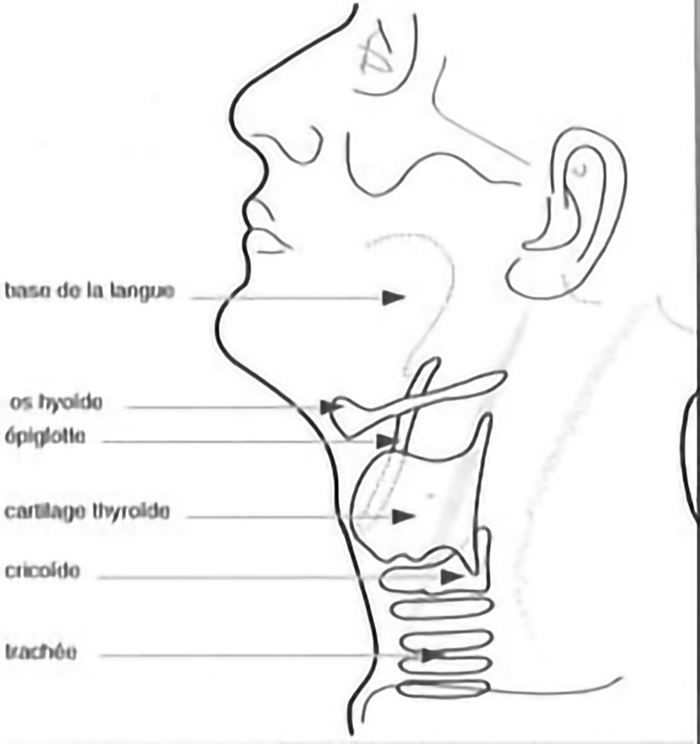 physiologievoix