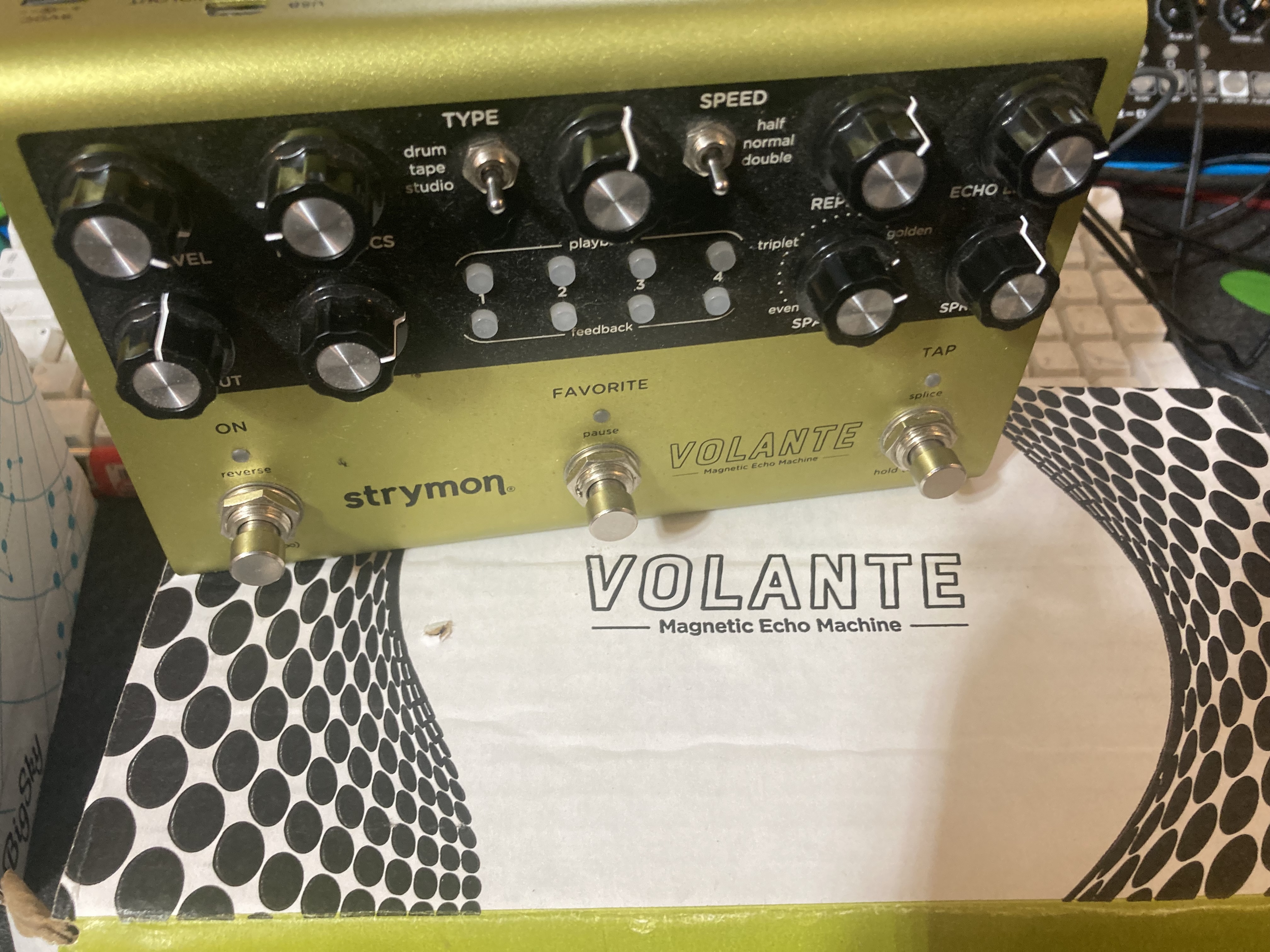 Strymon volante 