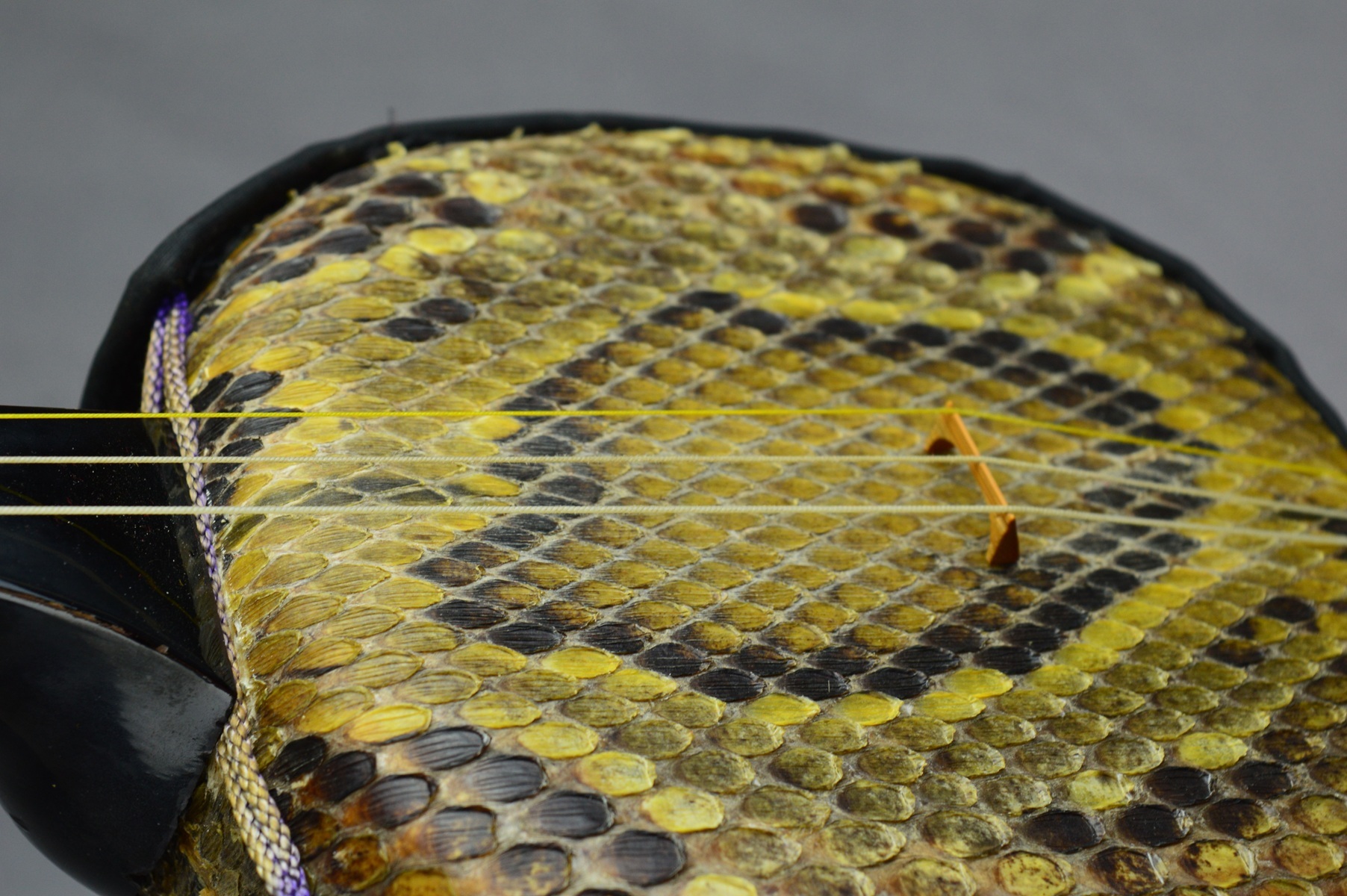 sanshin okinawa snake japon japan (14)